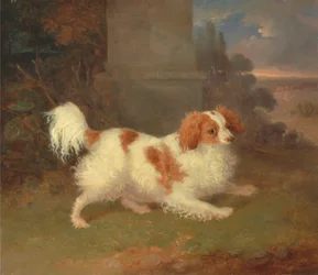 Ein Blenheim-Spaniel